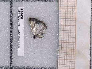  ( - BC-MNHN-LEP-03698)  @11 [ ] rodolphe.rougerie@mnhn.fr (2023) Rodolphe Rougerie Museum National d'histoire Naturelle