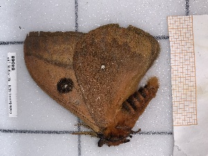  ( - BC-MNHN-LEP-04068)  @11 [ ] rodolphe.rougerie@mnhn.fr (2023) Rodolphe Rougerie Museum National d'histoire Naturelle