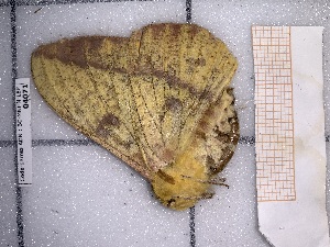  ( - BC-MNHN-LEP-04071)  @11 [ ] rodolphe.rougerie@mnhn.fr (2023) Rodolphe Rougerie Museum National d'histoire Naturelle