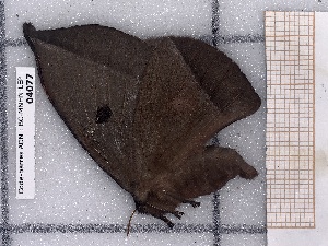  ( - BC-MNHN-LEP-04077)  @11 [ ] rodolphe.rougerie@mnhn.fr (2023) Rodolphe Rougerie Museum National d'histoire Naturelle