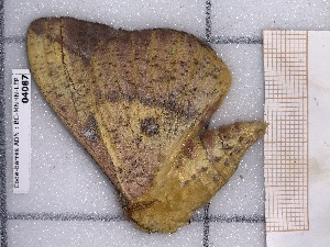  ( - BC-MNHN-LEP-04087)  @11 [ ] rodolphe.rougerie@mnhn.fr (2023) Rodolphe Rougerie Museum National d'histoire Naturelle