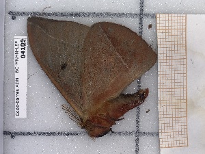  ( - BC-MNHN-LEP-04109)  @11 [ ] rodolphe.rougerie@mnhn.fr (2023) Rodolphe Rougerie Museum National d'histoire Naturelle