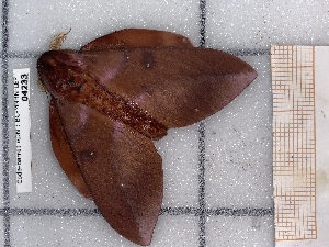  ( - BC-MNHN-LEP-04233)  @11 [ ] rodolphe.rougerie@mnhn.fr (2023) Rodolphe Rougerie Museum National d'histoire Naturelle