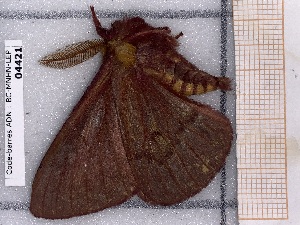  ( - BC-MNHN-LEP-04421)  @11 [ ] rodolphe.rougerie@mnhn.fr (2023) Rodolphe Rougerie Museum National d'histoire Naturelle