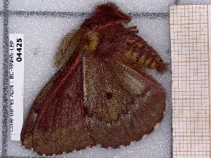  ( - BC-MNHN-LEP-04425)  @11 [ ] rodolphe.rougerie@mnhn.fr (2023) Rodolphe Rougerie Museum National d'histoire Naturelle