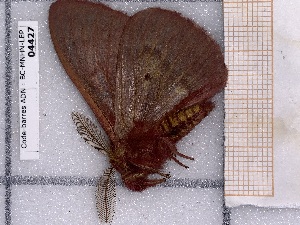  ( - BC-MNHN-LEP-04427)  @11 [ ] rodolphe.rougerie@mnhn.fr (2023) Rodolphe Rougerie Museum National d'histoire Naturelle