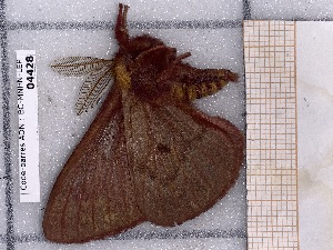  ( - BC-MNHN-LEP-04428)  @11 [ ] rodolphe.rougerie@mnhn.fr (2023) Rodolphe Rougerie Museum National d'histoire Naturelle