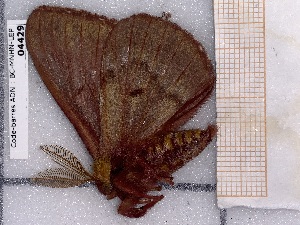  ( - BC-MNHN-LEP-04429)  @11 [ ] rodolphe.rougerie@mnhn.fr (2023) Rodolphe Rougerie Museum National d'histoire Naturelle