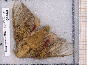  ( - BC-MNHN-LEP-04440)  @11 [ ] rodolphe.rougerie@mnhn.fr (2023) Rodolphe Rougerie Museum National d'histoire Naturelle