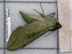  ( - BC-MNHN-LEP-04513)  @11 [ ] rodolphe.rougerie@mnhn.fr (2023) Rodolphe Rougerie Museum National d'histoire Naturelle