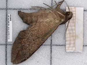  ( - BC-MNHN-LEP-04515)  @11 [ ] rodolphe.rougerie@mnhn.fr (2023) Rodolphe Rougerie Museum National d'histoire Naturelle