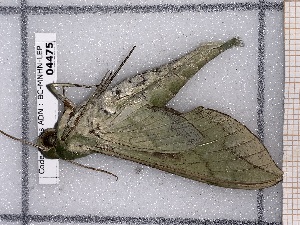  ( - BC-MNHN-LEP-04475)  @11 [ ] rodolphe.rougerie@mnhn.fr (2023) Rodolphe Rougerie Museum National d'histoire Naturelle