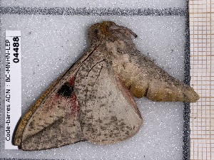  ( - BC-MNHN-LEP-04488)  @11 [ ] rodolphe.rougerie@mnhn.fr (2023) Rodolphe Rougerie Museum National d'histoire Naturelle