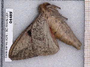  ( - BC-MNHN-LEP-04489)  @11 [ ] rodolphe.rougerie@mnhn.fr (2023) Rodolphe Rougerie Museum National d'histoire Naturelle