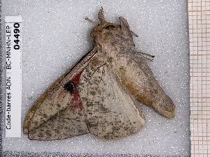  ( - BC-MNHN-LEP-04490)  @11 [ ] rodolphe.rougerie@mnhn.fr (2023) Rodolphe Rougerie Museum National d'histoire Naturelle