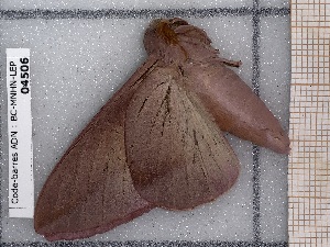  ( - BC-MNHN-LEP-04506)  @11 [ ] rodolphe.rougerie@mnhn.fr (2023) Rodolphe Rougerie Museum National d'histoire Naturelle