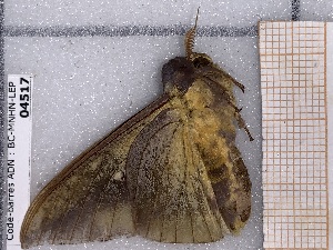  ( - BC-MNHN-LEP-04517)  @11 [ ] rodolphe.rougerie@mnhn.fr (2023) Rodolphe Rougerie Museum National d'histoire Naturelle