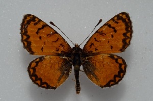  (Melitaea wiltshirei - MLIB-2591)  @11 [ ] CreativeCommons - Attribution Non-Commercial Share-Alike (2019) Frédéric Carbonell Centre for Biodiversity Genomics