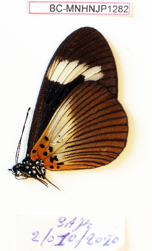  ( - BC-MNHNJP1282)  @11 [ ] Copyright (2021) Dominique BERNAUD Museum national d'Histoire naturelle