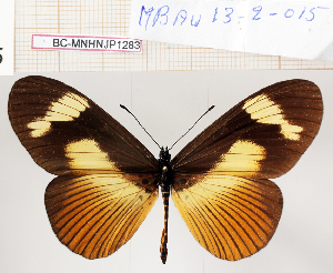  ( - BC-MNHNJP1283)  @11 [ ] Copyright (2021) Dominique BERNAUD Museum national d'Histoire naturelle