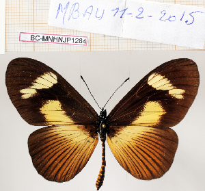  ( - BC-MNHNJP1284)  @11 [ ] Copyright (2021) Dominique BERNAUD Museum national d'Histoire naturelle