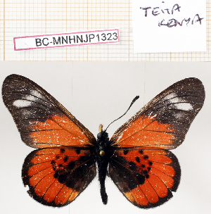  ( - BC-MNHNJP1323)  @11 [ ] Copyright (2021) Dominique BERNAUD Museum national d'Histoire naturelle