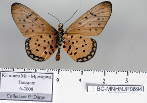  ( - BC-MNHNJP0694)  @13 [ ] Copyright (2011) Dominique Bernaud Research Collection of Dominique Bernaud