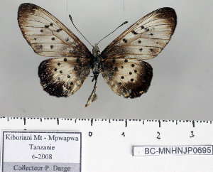 ( - BC-MNHNJP0695)  @13 [ ] Copyright (2011) Dominique Bernaud Research Collection of Dominique Bernaud