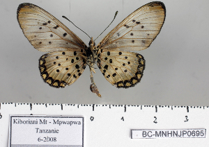  ( - BC-MNHNJP0695)  @13 [ ] Copyright (2011) Dominique Bernaud Research Collection of Dominique Bernaud