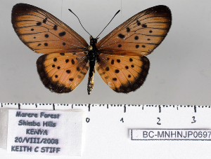  ( - BC-MNHNJP0697)  @11 [ ] Copyright (2011) Dominique Bernaud Research Collection of Dominique Bernaud