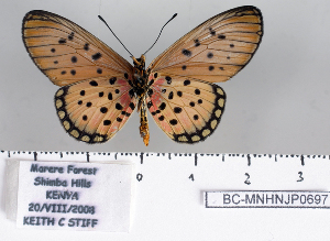  ( - BC-MNHNJP0697)  @11 [ ] Copyright (2011) Dominique Bernaud Research Collection of Dominique Bernaud
