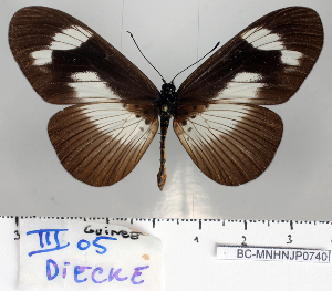  ( - BC-MNHNJP0740)  @12 [ ] Copyright (2011) Dominique Bernaud Research Collection of Dominique Bernaud