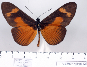  ( - BC-MNHNJP0742)  @13 [ ] Copyright (2011) Dominique Bernaud Research Collection of Dominique Bernaud