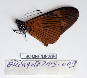  ( - BC-MNHNJP0794)  @12 [ ] Copyright (2011) Dominique Bernaud Research Collection of Dominique Bernaud