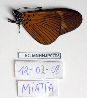  ( - BC-MNHNJP0795)  @12 [ ] Copyright (2011) Dominique Bernaud Research Collection of Dominique Bernaud