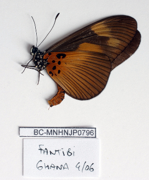  ( - BC-MNHNJP0796)  @13 [ ] Copyright (2011) Dominique Bernaud Research Collection of Dominique Bernaud