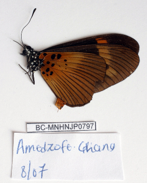  ( - BC-MNHNJP0797)  @12 [ ] Copyright (2011) Dominique Bernaud Research Collection of Dominique Bernaud