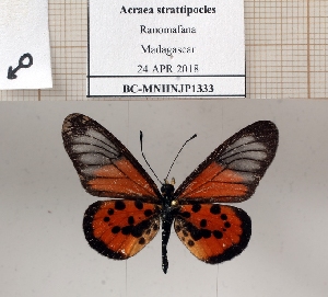  ( - BC-MNHNJP1333)  @11 [ ] Copyright (2022) Dominique BERNAUD Museum national d'Histoire naturelle