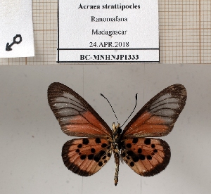  ( - BC-MNHNJP1333)  @11 [ ] Copyright (2022) Dominique BERNAUD Museum national d'Histoire naturelle