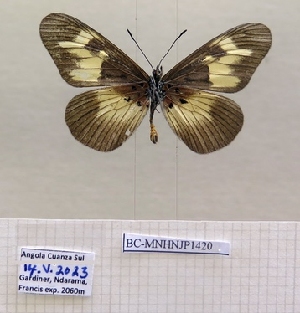  ( - BC-MNHNJP1420)  @11 [ ] Copyright (2022) Dominique BERNAUD Museum national d'Histoire naturelle