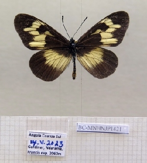  ( - BC-MNHNJP1421)  @11 [ ] Copyright (2022) Dominique BERNAUD Museum national d'Histoire naturelle