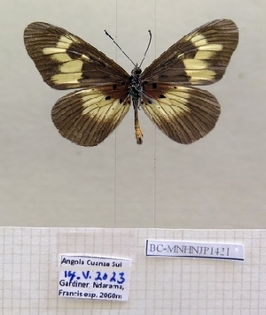  ( - BC-MNHNJP1421)  @11 [ ] Copyright (2022) Dominique BERNAUD Museum national d'Histoire naturelle