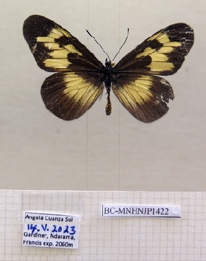  ( - BC-MNHNJP1422)  @11 [ ] Copyright (2022) Dominique BERNAUD Museum national d'Histoire naturelle