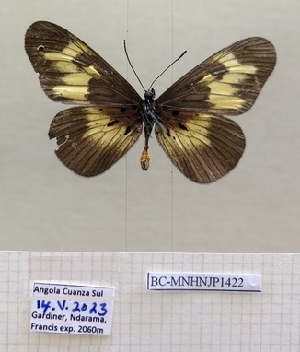  ( - BC-MNHNJP1422)  @11 [ ] Copyright (2022) Dominique BERNAUD Museum national d'Histoire naturelle