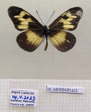  ( - BC-MNHNJP1423)  @11 [ ] Copyright (2022) Dominique BERNAUD Museum national d'Histoire naturelle