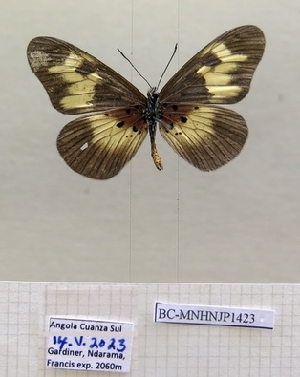  ( - BC-MNHNJP1423)  @11 [ ] Copyright (2022) Dominique BERNAUD Museum national d'Histoire naturelle