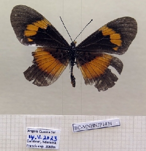  ( - BC-MNHNJP1424)  @11 [ ] Copyright (2022) Dominique BERNAUD Museum national d'Histoire naturelle