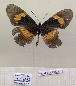  ( - BC-MNHNJP1424)  @11 [ ] Copyright (2022) Dominique BERNAUD Museum national d'Histoire naturelle