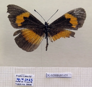  ( - BC-MNHNJP1425)  @11 [ ] Copyright (2022) Dominique BERNAUD Museum national d'Histoire naturelle