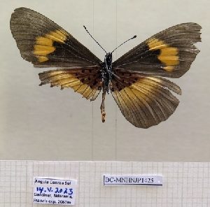  ( - BC-MNHNJP1425)  @11 [ ] Copyright (2022) Dominique BERNAUD Museum national d'Histoire naturelle